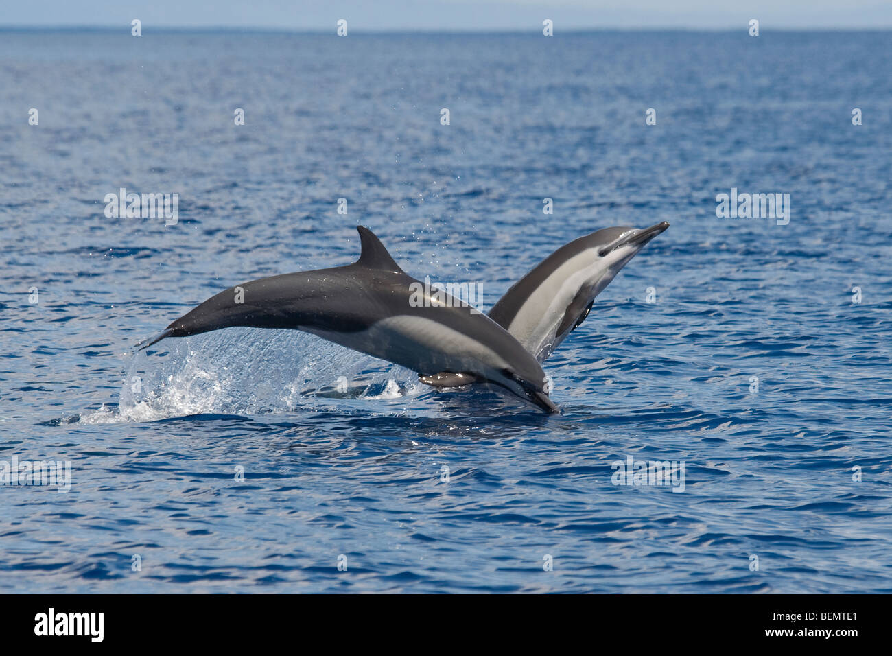 Short-beaked Dauphin commun, Delphinus delphis. Costa Rica, l'océan Pacifique. Banque D'Images