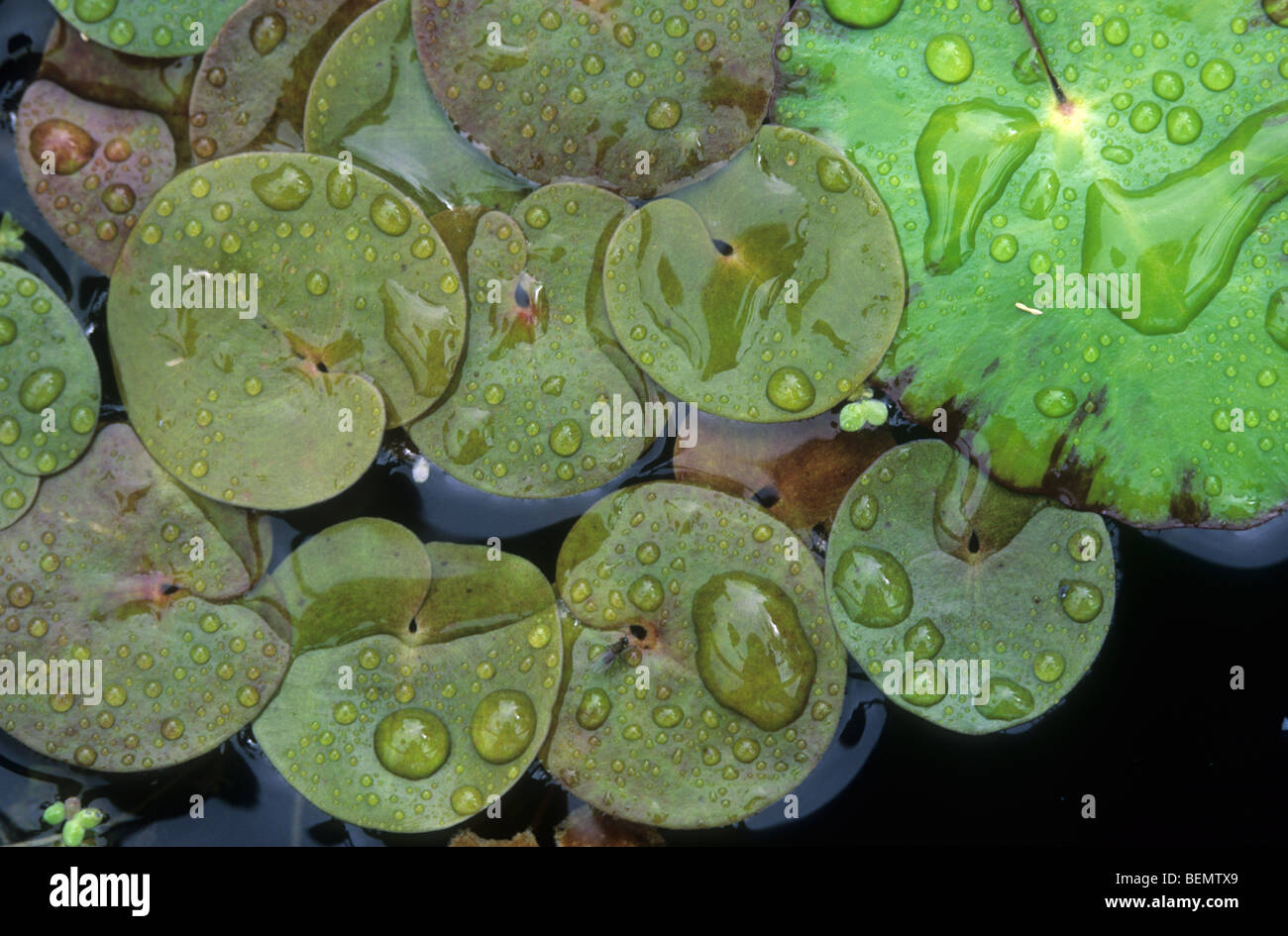 Les feuilles d'hydrocharide grenouillette, Hydrocharis morsus-ranae) dans les fossés de l'Leiemeersen, Oostkamp, Belgique Banque D'Images