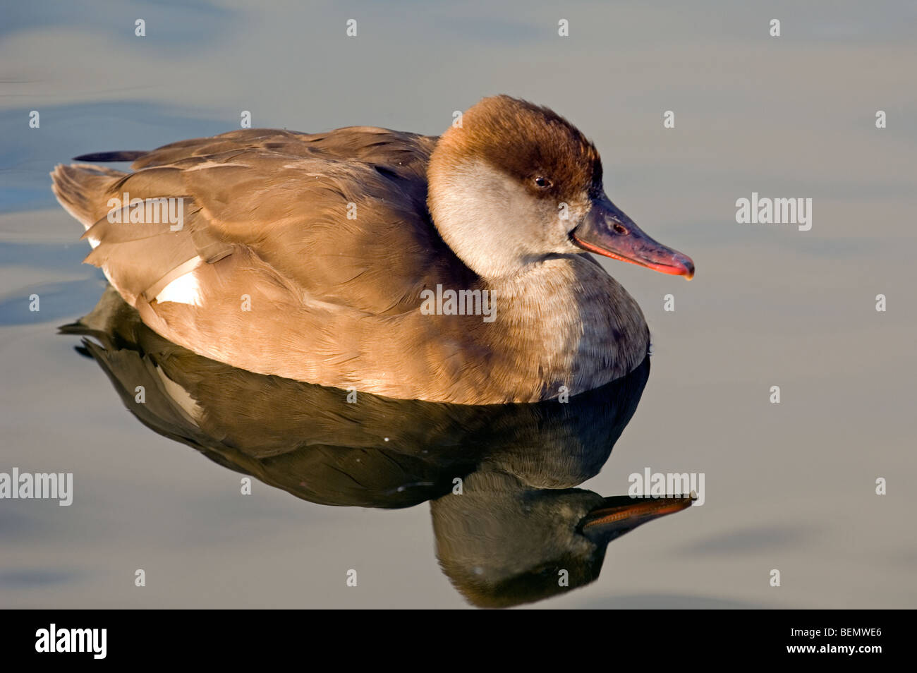 Red crested pochard Netta rufina (femelle) natation, Belgique Banque D'Images