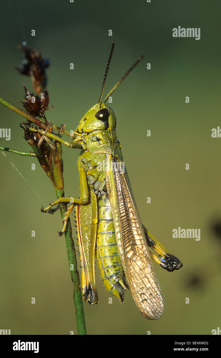 Grand Marais sauterelle (Stethophyma grossum) sur tige en marais des laiches, le Leiemeersen, Oostkamp, Belgique Banque D'Images