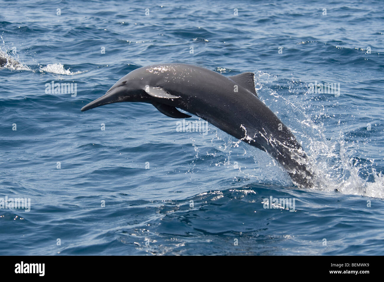 L'Amérique centrale, Dauphin à long bec Stenella longirostris centroamericana, le Costa Rica, l'océan Pacifique. Banque D'Images