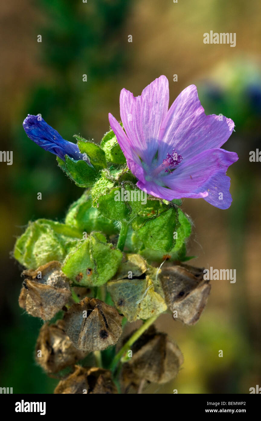 Musk mallow / Musk mallow-fleur (Malva moschata) au printemps, la Brenne, France Banque D'Images