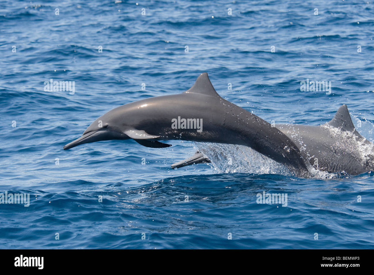 L'Amérique centrale Spinner Dolphin Stenella longirostris centroamericana. Costa Rica, l'océan Pacifique. Banque D'Images