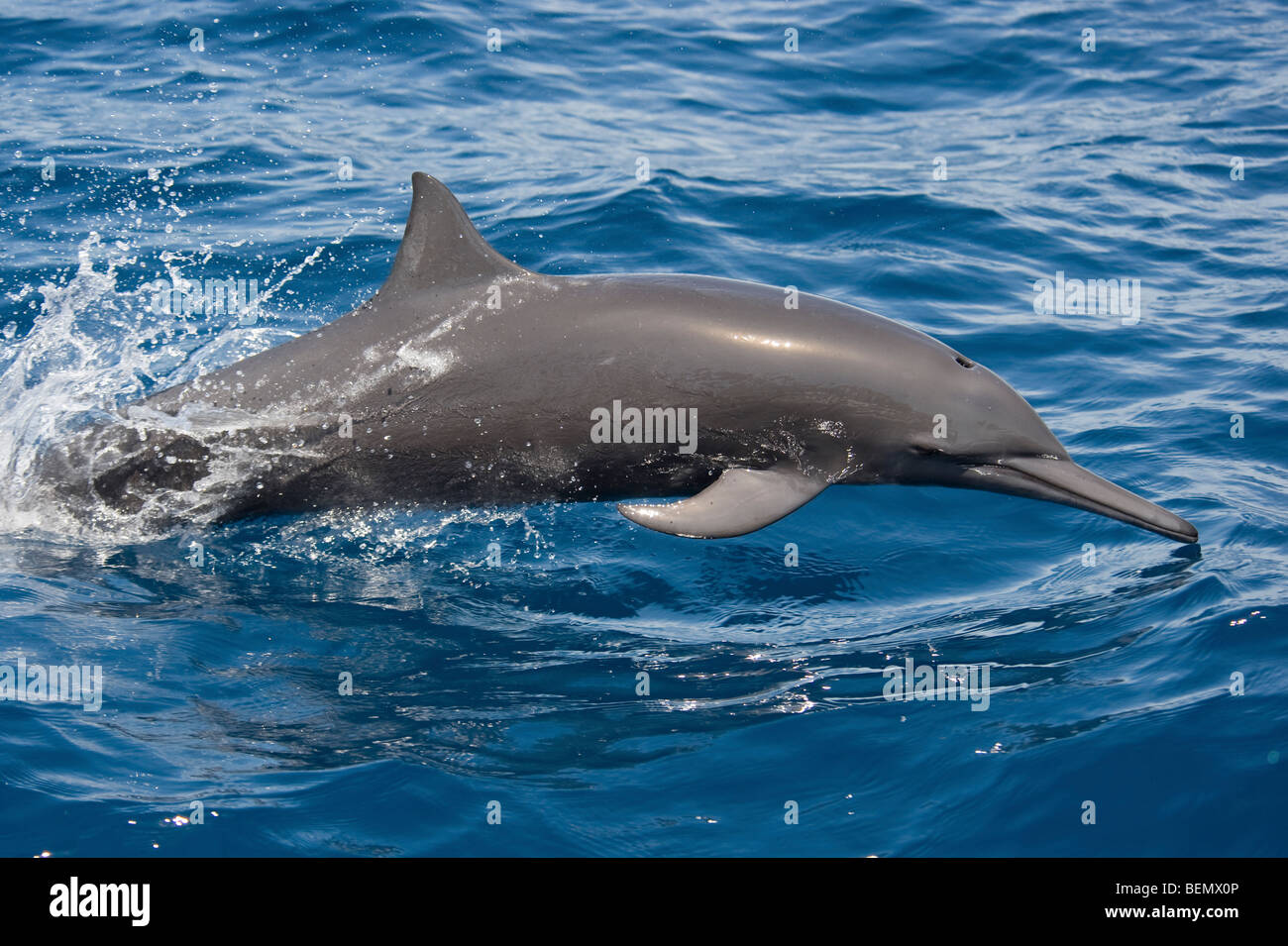 L'Amérique centrale Spinner Dolphin Stenella longirostris centroamericana. Costa Rica, l'océan Pacifique. Banque D'Images