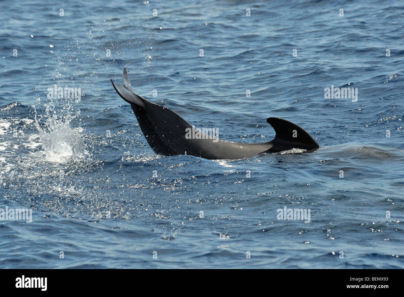 Bref, Globicéphale Globicephala macrorhynchus, lobtailing, au sud de l'île de Pico, Açores, Océan Atlantique. Banque D'Images