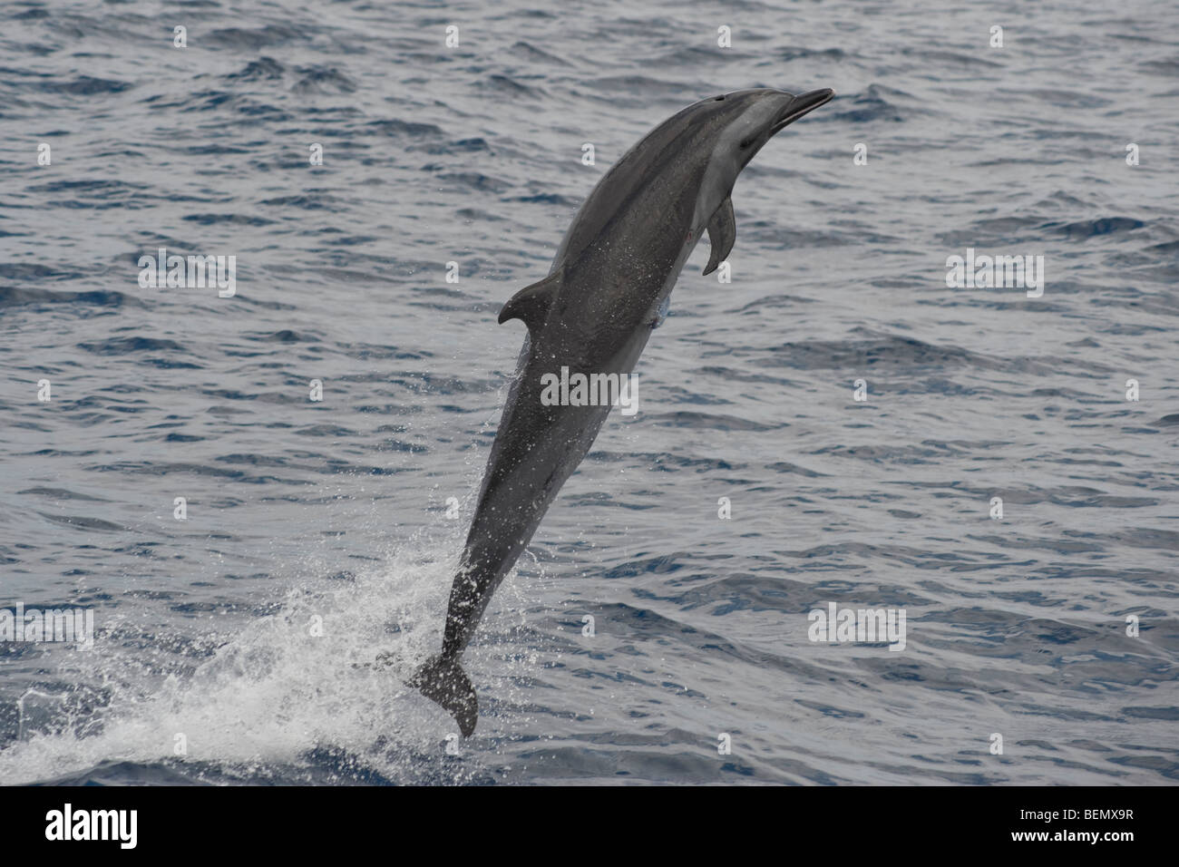 Dauphin tacheté Pantropical, Stenella attenuata, violer, île de Sainte-Hélène, Sud de l'océan Atlantique. Banque D'Images