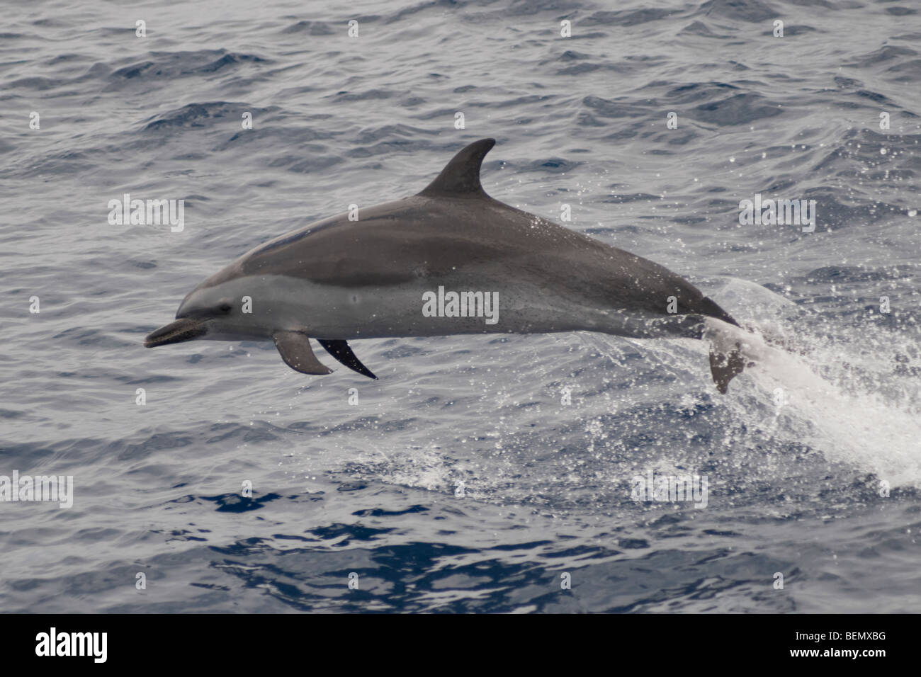 Dauphin tacheté Pantropical, Stenella attenuata, violer, île de Sainte-Hélène, Sud de l'océan Atlantique. Banque D'Images
