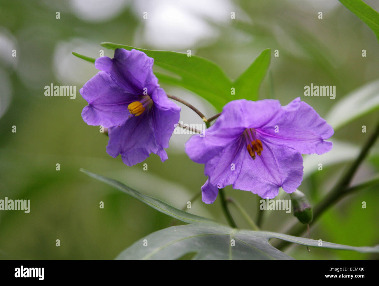 Fleur de la Kangaroo Apple, Poroporo ou Bullibulli, Solanum laciniatum, Solanaceae, Nouvelle-Zélande. Banque D'Images