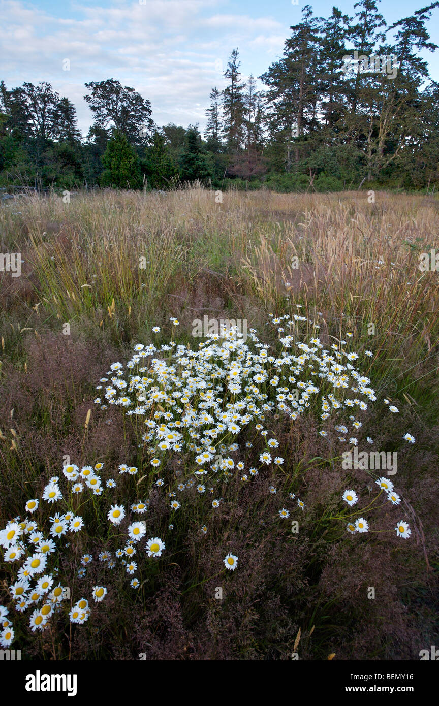 L'UVIC, Garry Oak Meadow Projet de restauration Banque D'Images