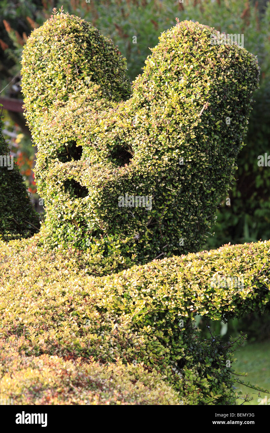 Topiaire ours hedge, England UK Banque D'Images