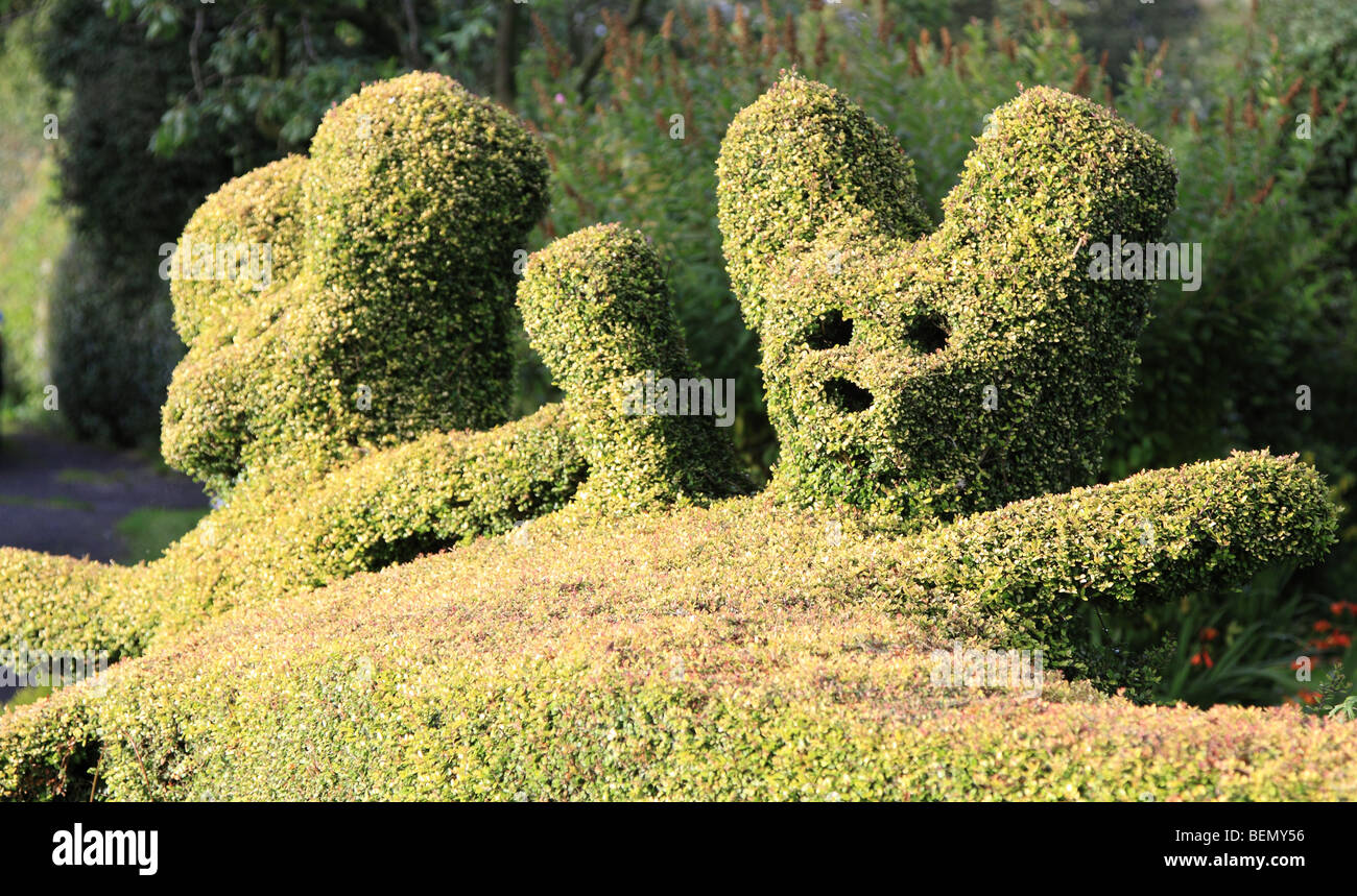 Topiaire ours hedge, England UK Banque D'Images