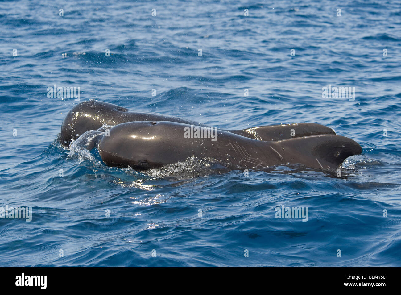 Les globicéphales tropicaux, Globicephala macrorhynchus, surfaçage, le Costa Rica, l'océan Pacifique. Banque D'Images