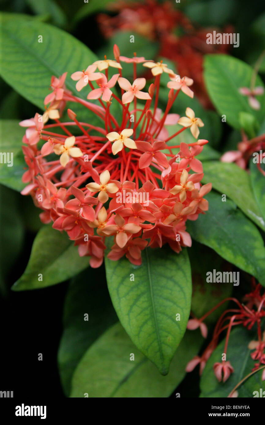 Géranium Jungle aka Flamme de la forêt ou jungle Flame, Ixora coccinea 'Peter' Rapsey, Rubiaceae, Asie Banque D'Images