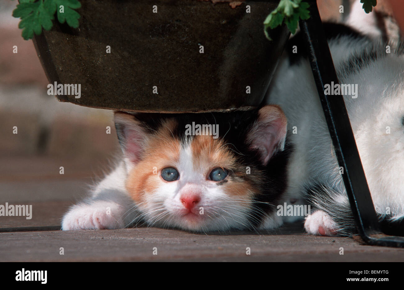 Chat domestique (Felis catus) close up, Belgique Banque D'Images