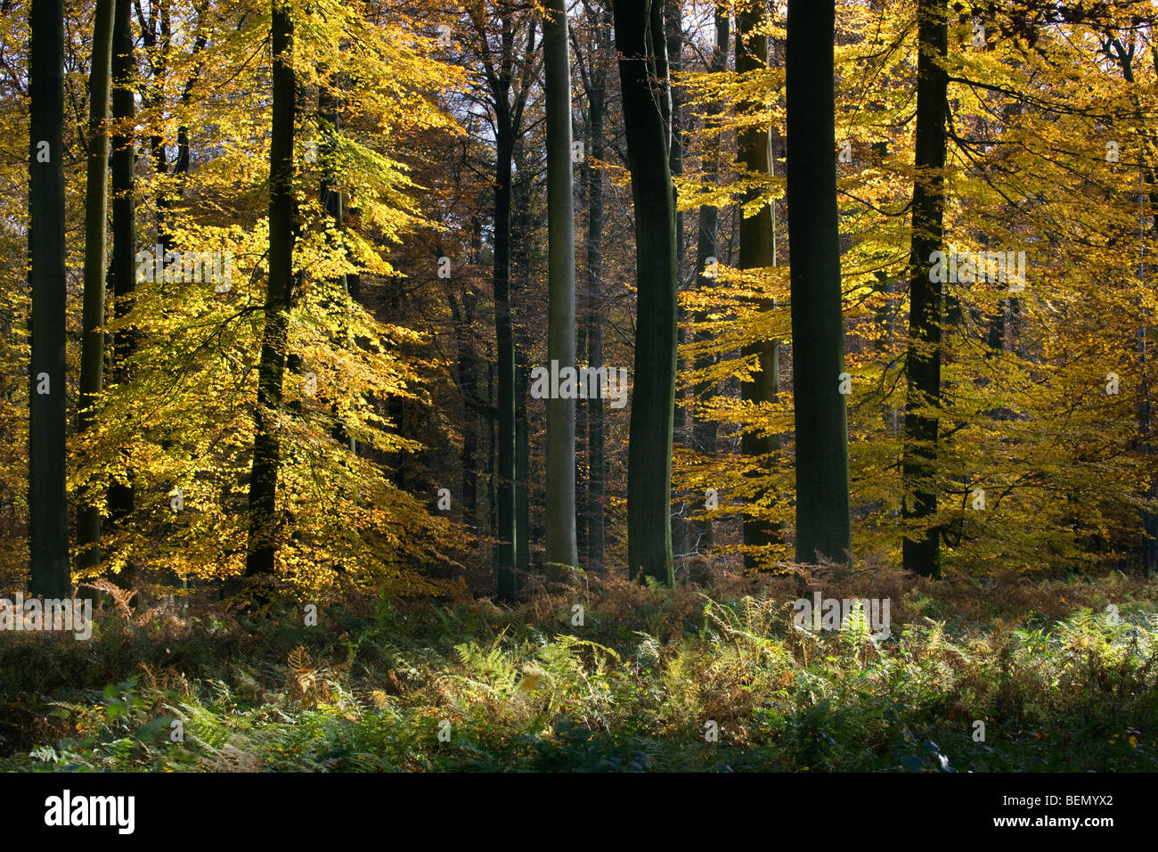 Les hêtres (Fagus sylvatica) dans la forêt de Soignes, à l'automne, Bruxelles, Belgique Banque D'Images