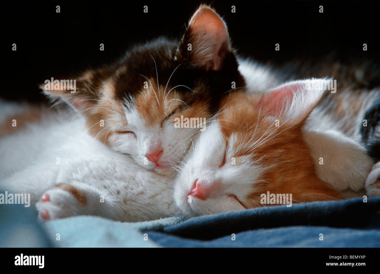 Deux mignon chat domestique (Felis catus) chatons dormir ensemble on blanket Banque D'Images