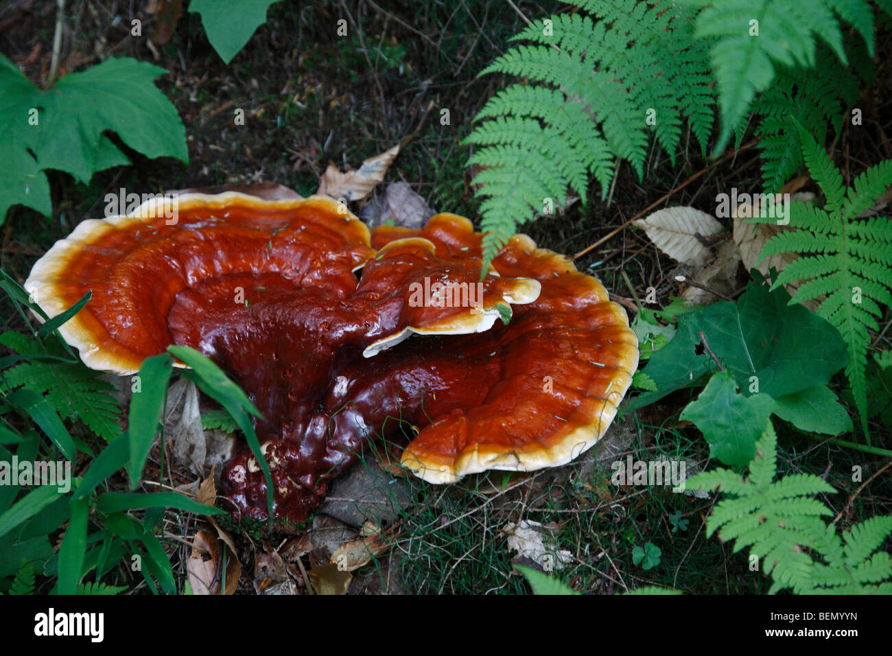 Champignon Ling Chih Ganoderma lucidum trouvé dans le Michigan USA US Red Reishi champignons comestibles photos de gros plan d'en haut personne horizontal haute résolution Banque D'Images