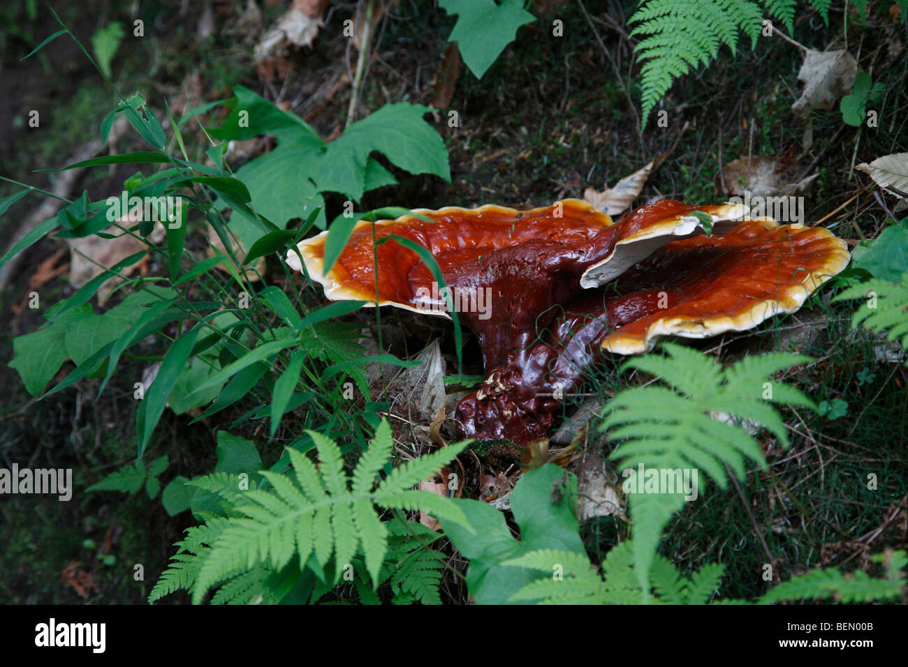 Champignon Ling Chih Ganoderma lucidum trouvé dans le Michigan USA US Red Reishi champignons comestibles photos de gros plan d'en haut personne horizontal haute résolution Banque D'Images