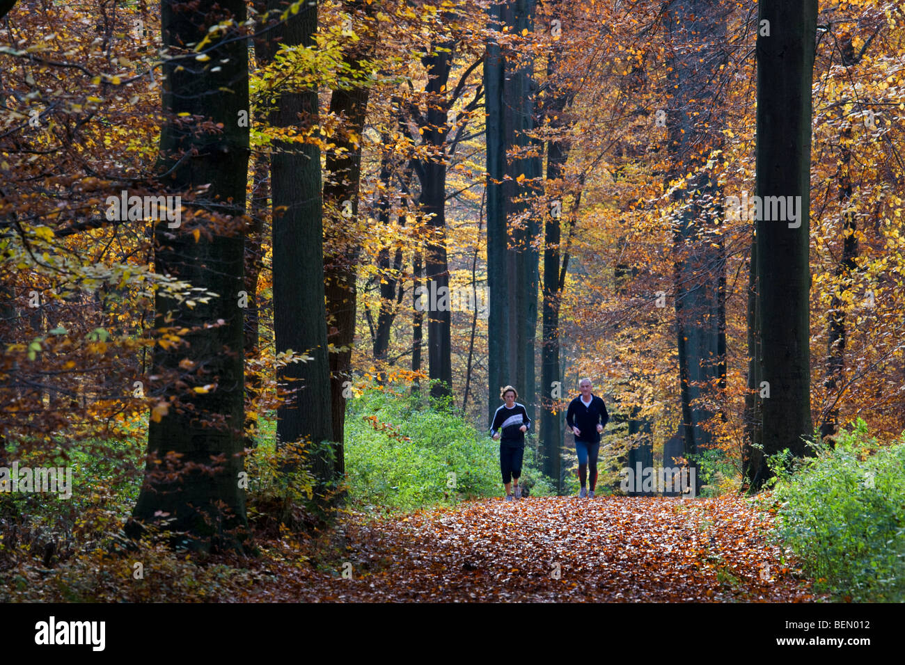 Les coureurs en forêt de hêtres (Fagus sylvatica) dans la forêt de Soignes, à l'automne, Bruxelles, Belgique Banque D'Images