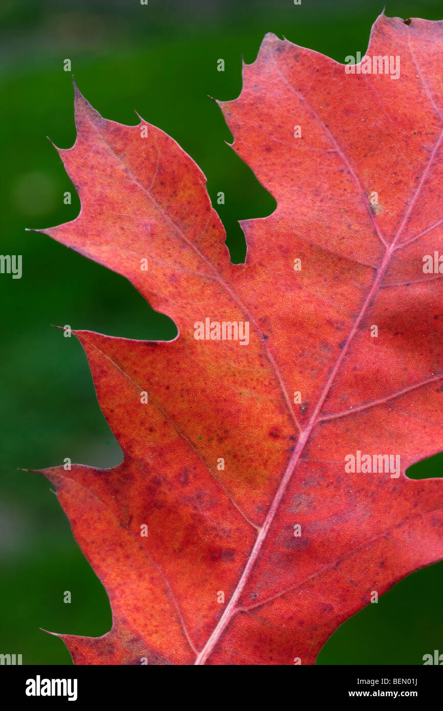 Feuille de chêne rouge (Quercus rubra) passe au rouge en automne Banque D'Images