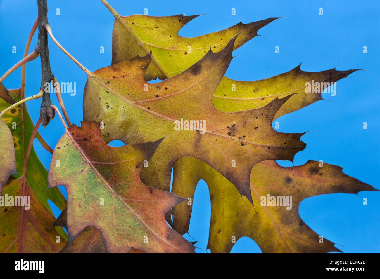 Les feuilles du chêne rouge (Quercus rubra) en couleurs de l'automne contre le ciel bleu Banque D'Images