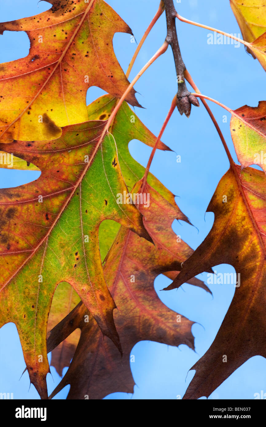 Les feuilles du chêne rouge (Quercus rubra) en couleurs de l'automne contre le ciel bleu Banque D'Images