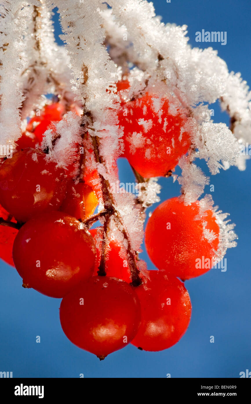 Guelder Rose / Eau / crampon / Écorce Arbre Snowbell (Viburnum opulus) fruits rouges couvertes dans le givre en hiver Banque D'Images