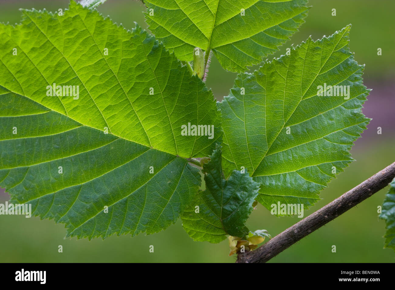 Les feuilles de noisetier commun (Corylus avellana) au printemps Banque D'Images