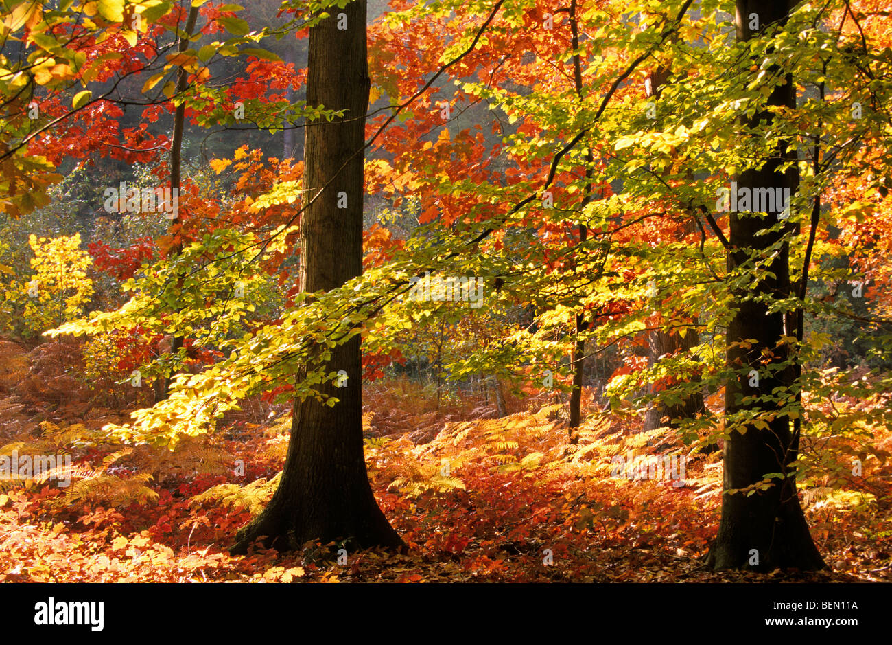 Les feuillus à larges feuilles / forêt en automne avec des arbres de chêne rouge (Quercus rubra) et le hêtre (Fagus sylvatica) Banque D'Images