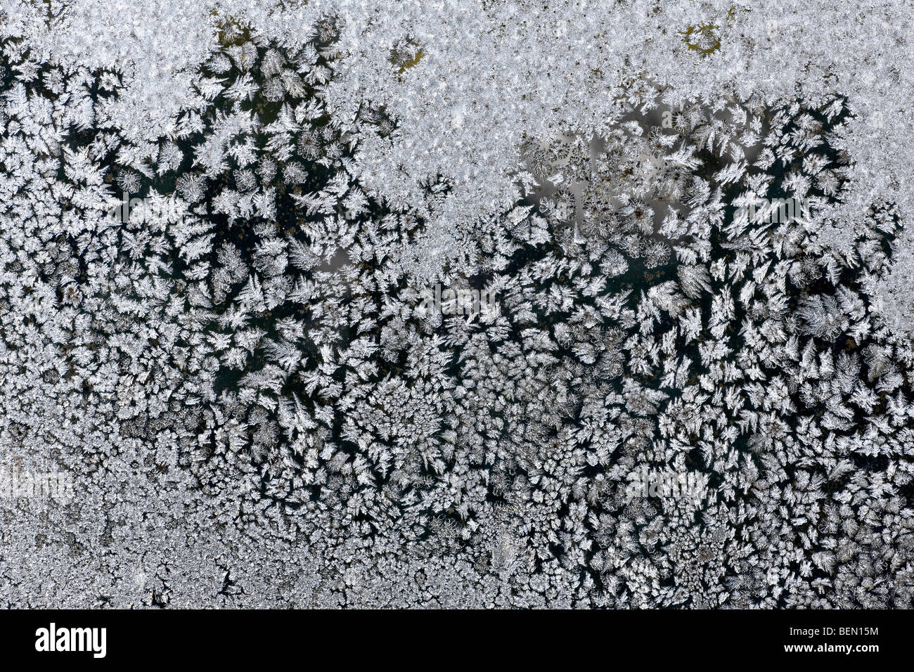 Cristaux de glace / fleurs de givre sur la fenêtre gelés en hiver, Belgique Banque D'Images