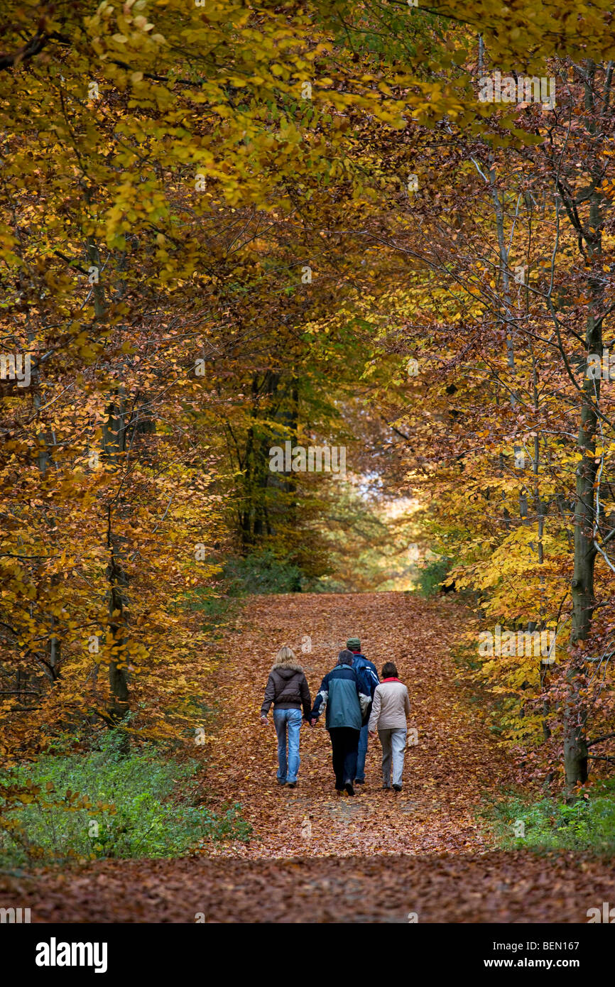 Les promeneurs en forêt de hêtres (Fagus sylvatica) dans la forêt de Soignes, à l'automne, Bruxelles, Belgique Banque D'Images