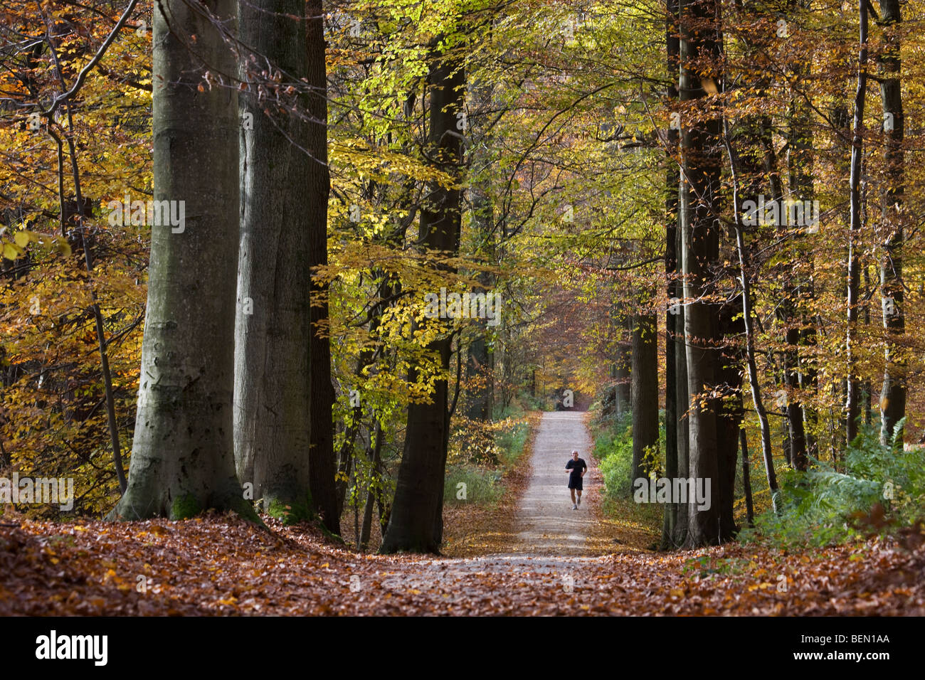 Jogger en forêt de hêtres (Fagus sylvatica) dans la forêt de Soignes, à l'automne, Bruxelles, Belgique Banque D'Images