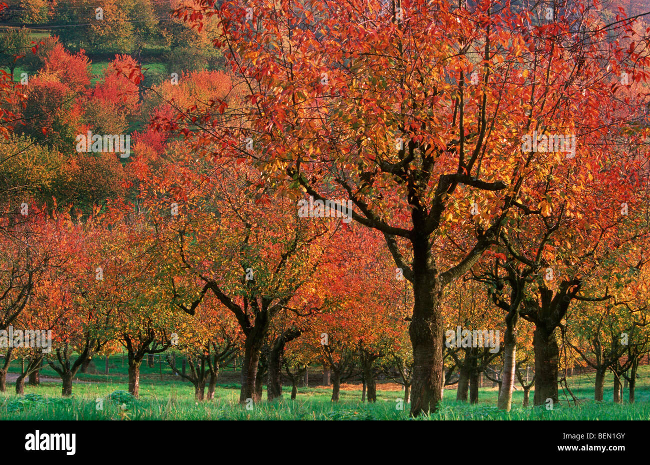 Verger avec Sweet cherry trees (Prunus avium) en automne, Allemagne Banque D'Images