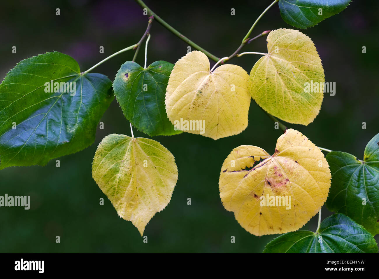 Tilleul commun Tilia feuilles en couleurs d'automne Banque D'Images