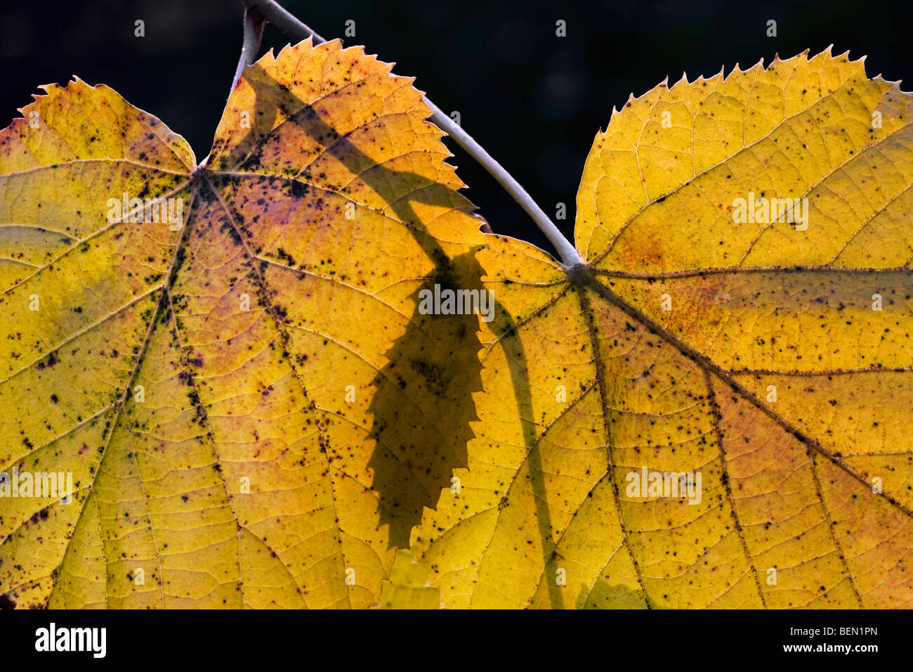Tilleul commun Tilia feuilles en couleurs d'automne jaune Banque D'Images