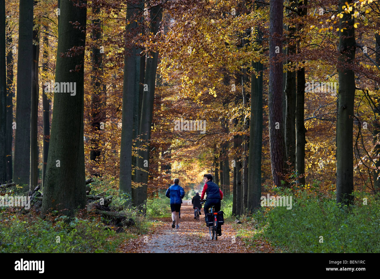 Les cyclistes et les joggers en forêt de hêtres (Fagus sylvatica) dans la forêt de Soignes, à l'automne, Bruxelles, Belgique Banque D'Images
