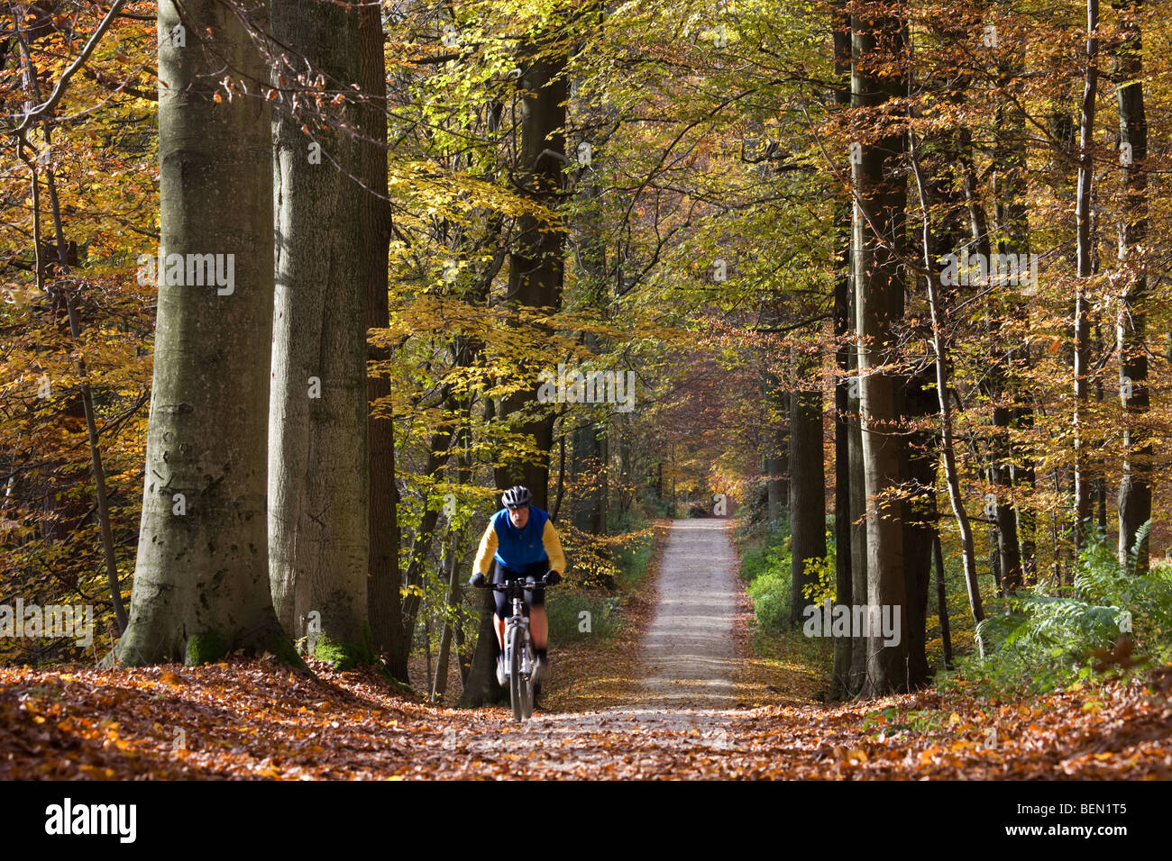 Cycliste à forêt de hêtres (Fagus sylvatica) dans la forêt de Soignes, à l'automne, Bruxelles, Belgique Banque D'Images