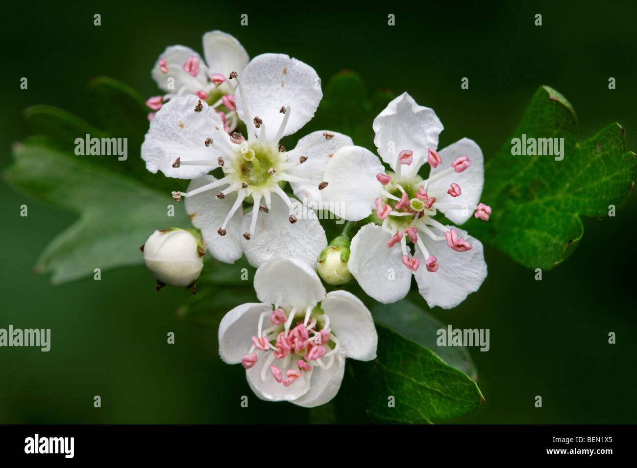 L'aubépine (Crataegus sp.) au printemps en fleurs Banque D'Images