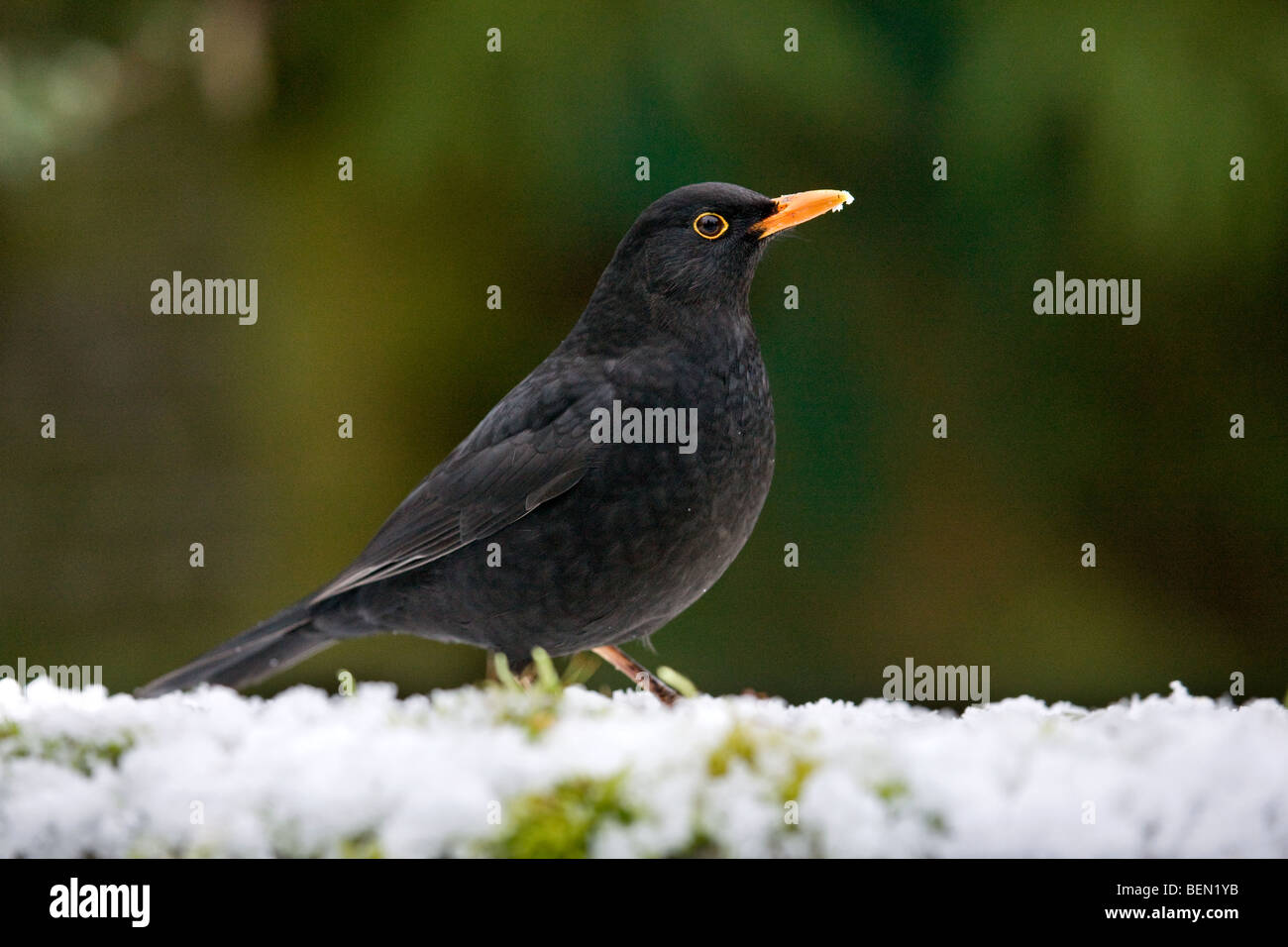 Blackbird (Turdus merula) de sexe masculin dans la neige en hiver Banque D'Images