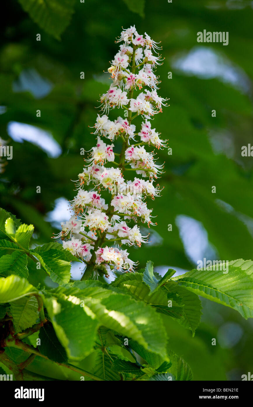 Fleurs et feuilles marronnier (Aesculus hippocastanum), Belgique Banque D'Images