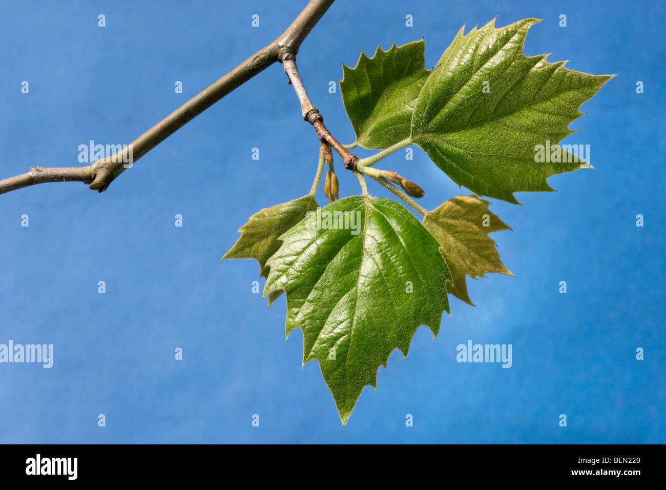 Les feuilles de platane (Platanus sp.) contre le ciel bleu, Belgique Banque D'Images