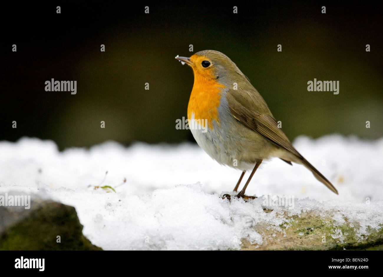 Robin (Erithacus rubecula aux abords) dans la neige en hiver, Belgique Banque D'Images