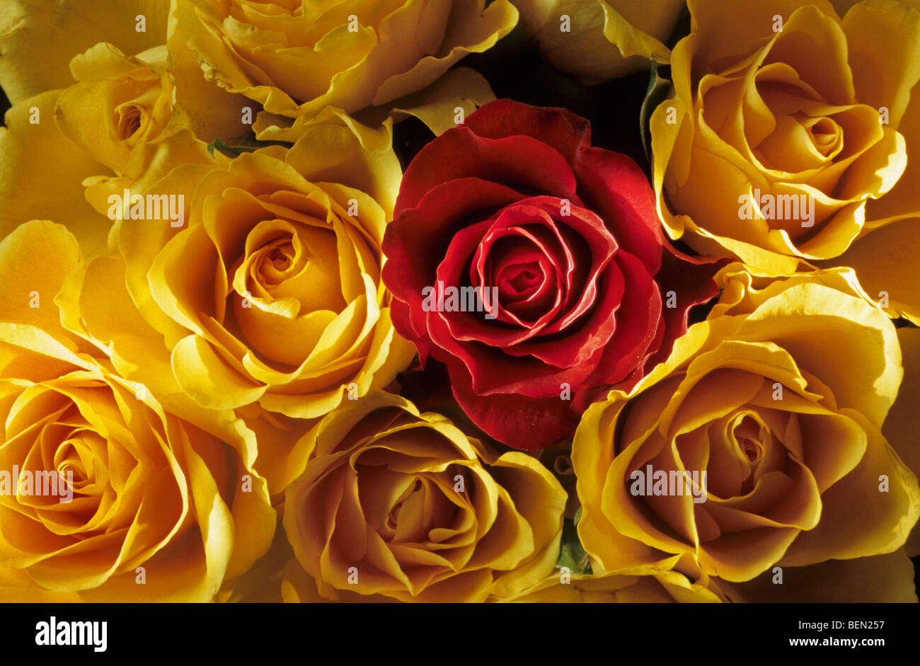 Bouquet de roses jaunes et rouges (Rosa sp.), Belgique Banque D'Images