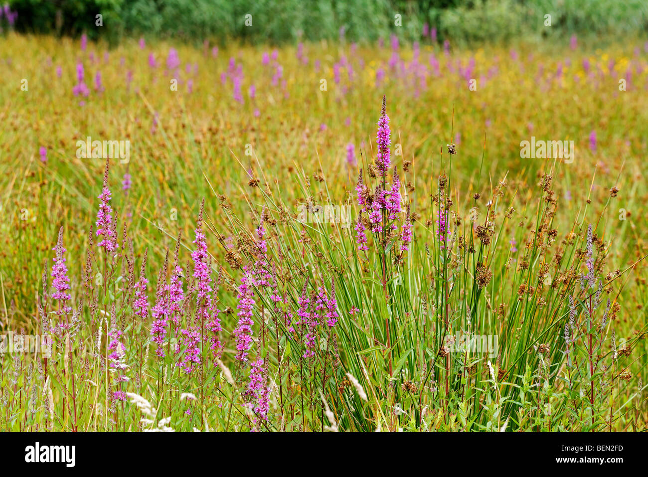 Dans la salicaire (Lythrum salicaria) flower meadow Banque D'Images