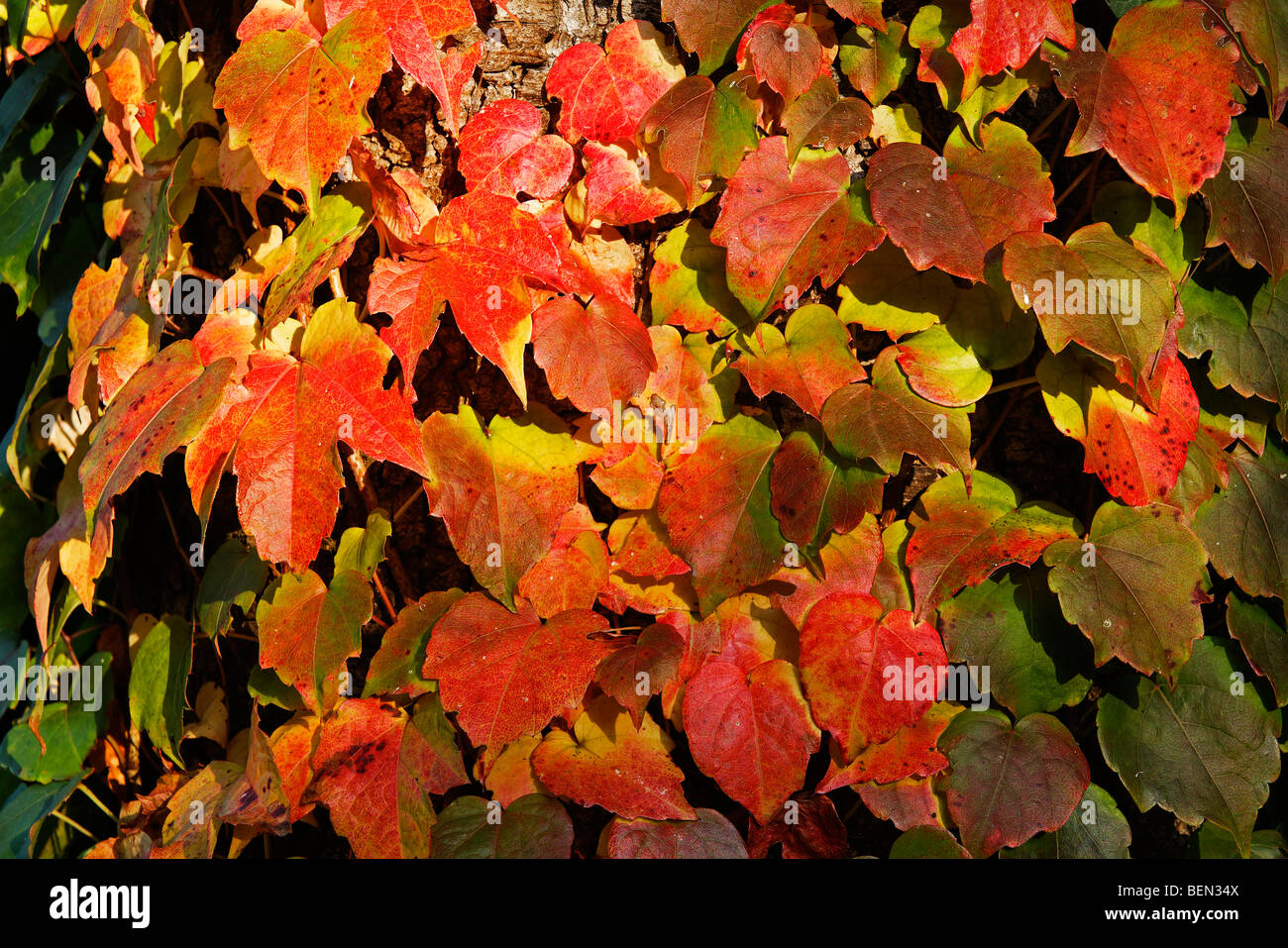 Virginia creeper (Parthenociccus) en couleurs de l'automne, Belgique Banque D'Images