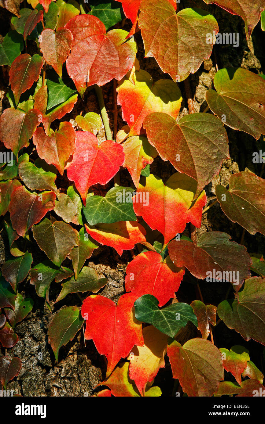 Virginia creeper (Parthenociccus) en couleurs de l'automne, Belgique Banque D'Images