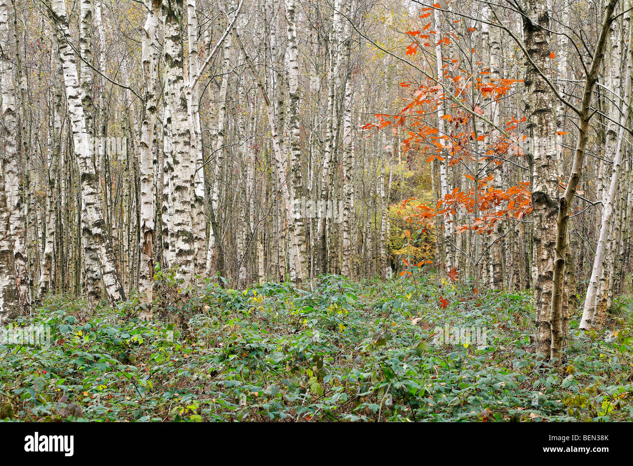 Arbres de bouleau verruqueux (Betula pendula) en automne, Belgique Banque D'Images