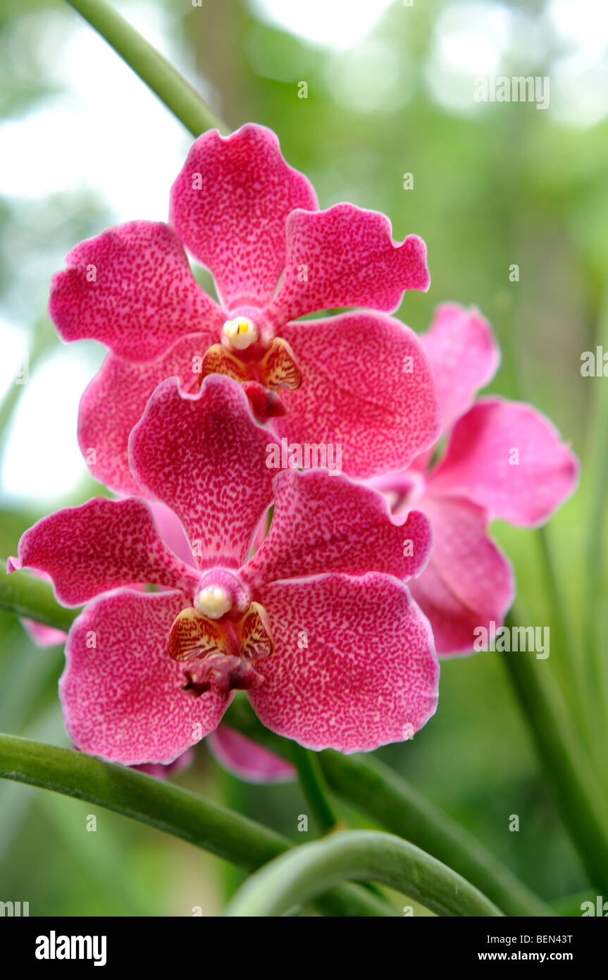 Orchid à malasag eco tourism village cugman Cagayan de Oro Mindanao aux Philippines Banque D'Images