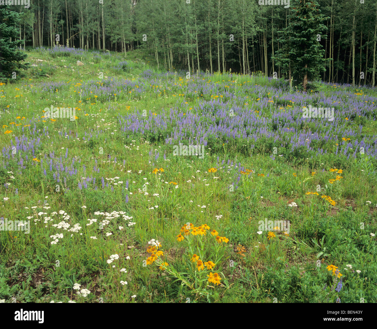 Pré de fleurs sauvages près de geyser Pass en Montagnes La Sal Manti-La Sal National Forest, près de Moab, Utah, USA Banque D'Images