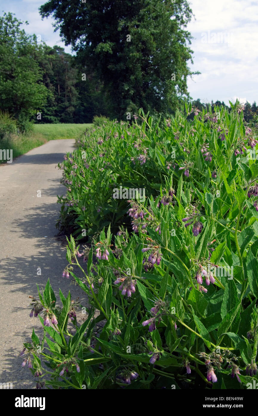 Consoude consoude Quaker / communes / l'eupatoire perfoliée / knitbone (Symphytum officinale) en fleurs le long de la route Banque D'Images